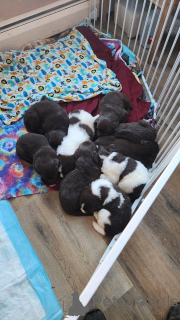 Photo №2 de l'annonce № 137806 de la vente terre-neuve - acheter à Allemagne éleveur