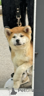 Photo №2 de l'annonce № 144150 de la vente akita (chien) - acheter à Georgia annonce privée