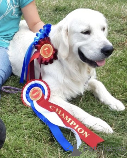 Photo №4. Je vais vendre golden retriever en ville de Sint-Niklaas. annonce privée, éleveur - prix - 400€