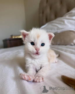 Photo №1. maine coon - à vendre en ville de Munich | 350€ | Annonce № 150584