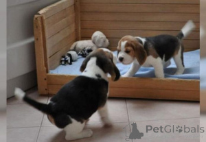 Photo №1. beagle - à vendre en ville de Affalterbach | 350€ | Annonce №147554