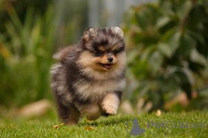 Photo №3. Spitz allemand. Fédération de Russie