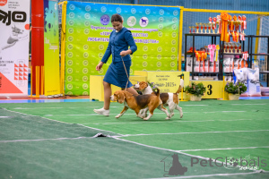 Photo №2 de l'annonce № 149741 de la vente beagle - acheter à Fédération de Russie annonce privée