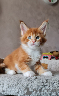 Photo №4. Je vais vendre maine coon en ville de Uxbridge. annonce privée - prix - 400€