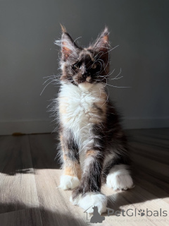 Photo №2 de l'annonce № 155398 de la vente maine coon - acheter à Danemark annonce privée