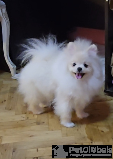 Photo №4. Je vais vendre spitz nain en ville de Belgrade. éleveur - prix - négocié