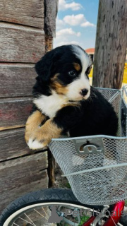 Photo №3. Berno kalnų šunų šuniukai.. Lituanie