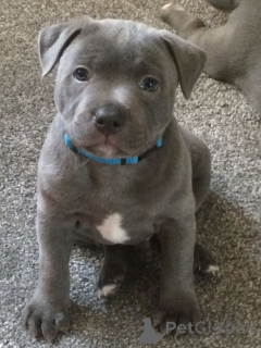 Photo №1. american staffordshire terrier - à vendre en ville de Alekseevka | négocié | Annonce №168643