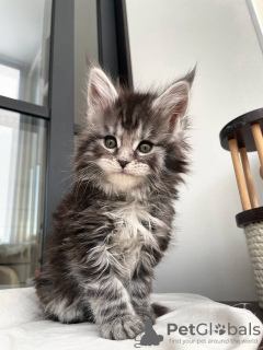 Photo №4. Je vais vendre maine coon en ville de Flachau. annonce privée - prix - 400€