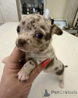 Photo №1. chihuahua - à vendre en ville de Zrénjanin | négocié | Annonce №175091