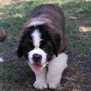 Photos supplémentaires: Chiots de classe d'exposition Saint-Bernard