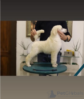 Photo №4. Je vais vendre caniche royale en ville de Zrenjanin. éleveur - prix - négocié