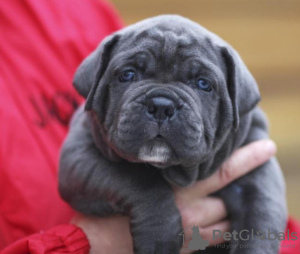 Photos supplémentaires: Chiots CANE CORSO