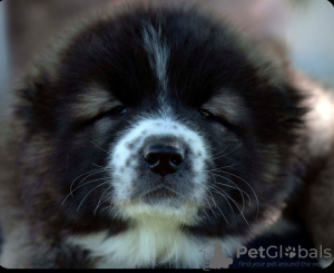 Photos supplémentaires: Chiots berger du Caucase