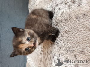 Photo №2 de l'annonce № 105744 de la vente british shorthair - acheter à Allemagne 