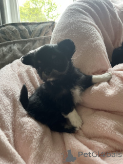 Photo №3. Chiots longhair chihuahua à vendre. USA