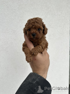 Photo №3. Jouet rouges caniches!. Serbie