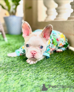 Photo №1. bouledogue - à vendre en ville de Dubai | négocié | Annonce №116365