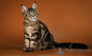 Photo №1. maine coon - à vendre en ville de Aalen | négocié | Annonce № 161297