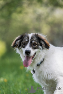 Photo №2 de l'annonce № 141361 de la vente chien bâtard - acheter à Fédération de Russie 