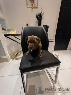 Photo №4. Je vais vendre blue lacy en ville de Берлинген. annonce privée - prix - 850€