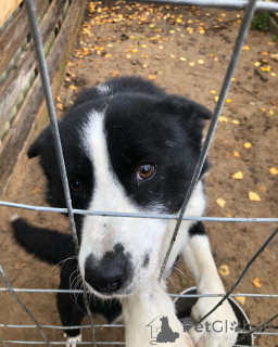 Photo №2 de l'annonce № 164334 de la vente chien d'ours de carélie - acheter à La finlande annonce privée