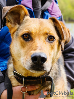 Photo №1. chien bâtard - à vendre en ville de Москва | Gratuit | Annonce №118407