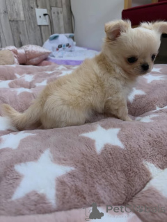 Photo №1. chihuahua - à vendre en ville de Varsovie | négocié | Annonce №163147