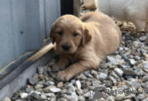 Photo №1. golden retriever - à vendre en ville de Berlin | Gratuit | Annonce №126939