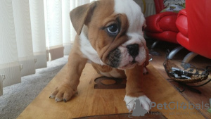 Photo №4. Je vais vendre bulldog anglais en ville de Berlin.  - prix - 400€