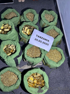 Photo №1. chien bâtard - à vendre en ville de Zürich | négocié | Annonce №143556