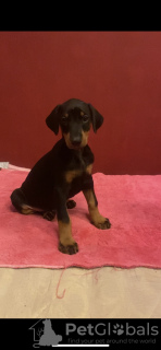 Photos supplémentaires: Chiots Doberman pure race à vendre 1,5 mois.