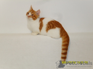 Photo №3. Menuet. Fédération de Russie