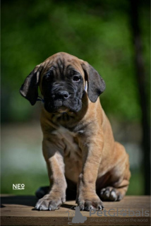 Photo №1. cane corso - à vendre en ville de Belgrade | négocié | Annonce №102913