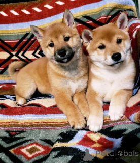 Photo №1. shiba - à vendre en ville de Espartinas | négocié | Annonce №169901
