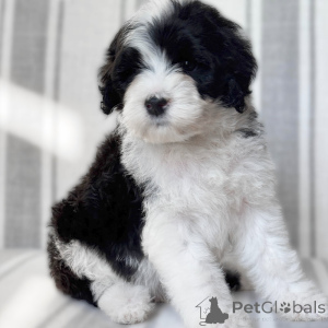 Photo №1. chien d'eau portugais - à vendre en ville de Prague | négocié | Annonce №170673