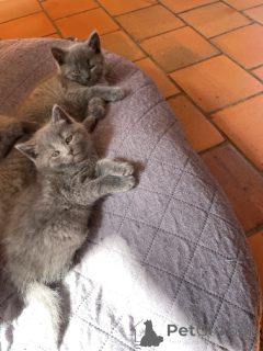 Photo №2 de l'annonce № 165900 de la vente chartreux - acheter à Belgique 