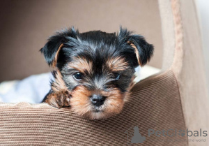 Photo №1. yorkshire terrier - à vendre en ville de Berlin | négocié | Annonce №97603