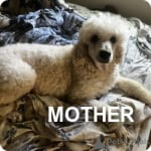 Photo №2 de l'annonce № 147536 de la vente caniche (jouet) - acheter à USA annonce privée