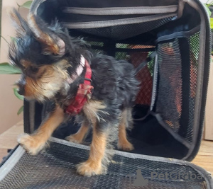 Photo №4. Je vais vendre yorkshire terrier en ville de Nevada City. annonce privée - prix - 379€