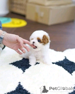 Photo №2 de l'annonce № 139164 de la vente shih tzu - acheter à USA éleveur