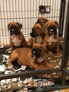 Photo №3. Superbe portée de 5 chiots boxer. Allemagne