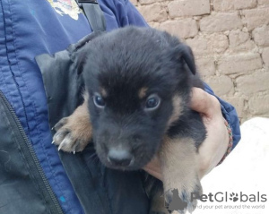 Photo №1. chien bâtard - à vendre en ville de Minsk | Gratuit | Annonce №21940