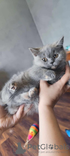 Photos supplémentaires: Chatons de race avec certificats