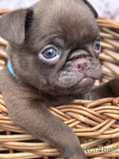 Photo №1. chien à loutre - à vendre en ville de Sivats | négocié | Annonce №167436