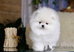 Photo №4. Je vais vendre spitz nain en ville de Гамбург. annonce privée - prix - 265€