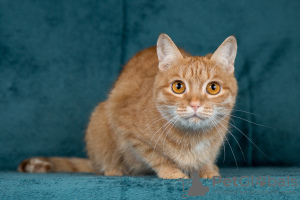 Photos supplémentaires: Le minou affectueux Citrouille recherche des mamans et des papas !