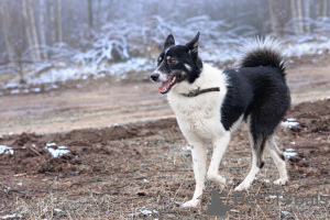 Photo №2 de l'annonce № 95969 de la vente chien bâtard - acheter à Fédération de Russie annonce privée