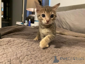 Photo №1. bengal - à vendre en ville de Tentants | 350€ | Annonce № 171022