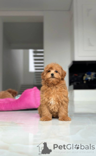 Photo №1. bichon maltais - à vendre en ville de Kiev | négocié | Annonce №164612